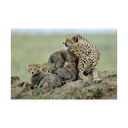 チータ　Cheetah 久々にキングチーターみられた！かっこいい〜 @多摩動物公園